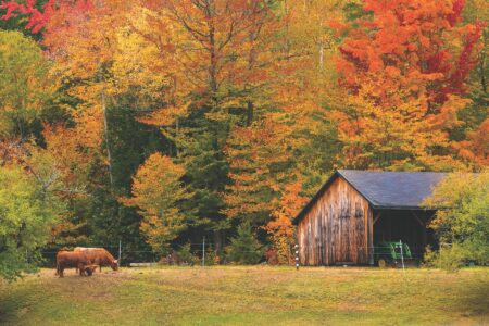 Why Do Leaves Change Color in the Fall? Image
